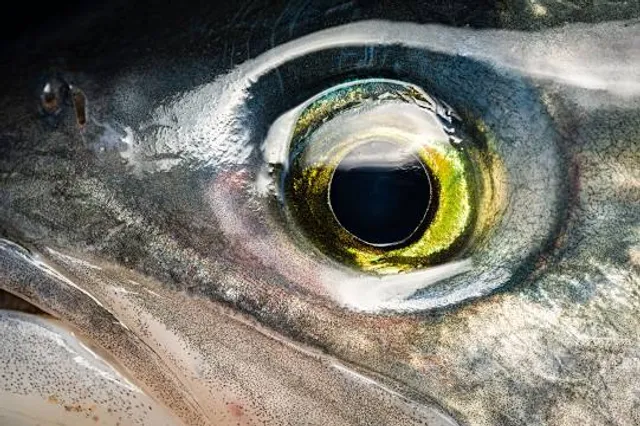 Salmon Eye