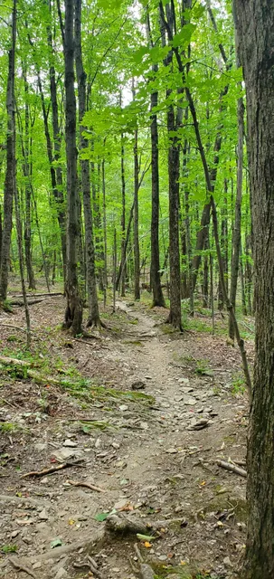 Hinesburg Town Forest
