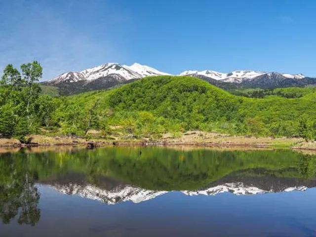 Great Norikura Maple