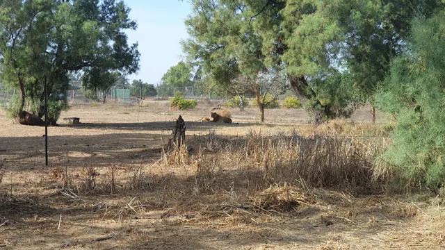 photo-2