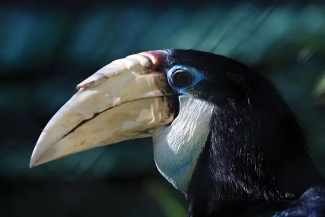 Exotic BIRD PARK @ Kookyland