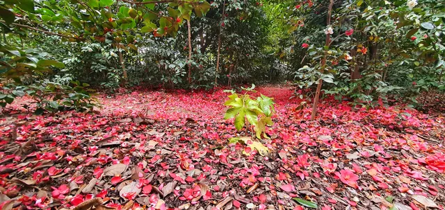 Les Camellias de la Prairie