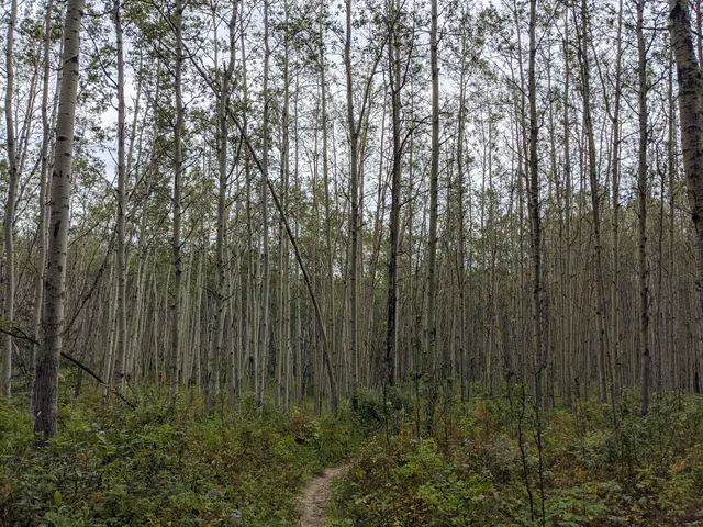 Area C (Old Fort/Charlie Lake)