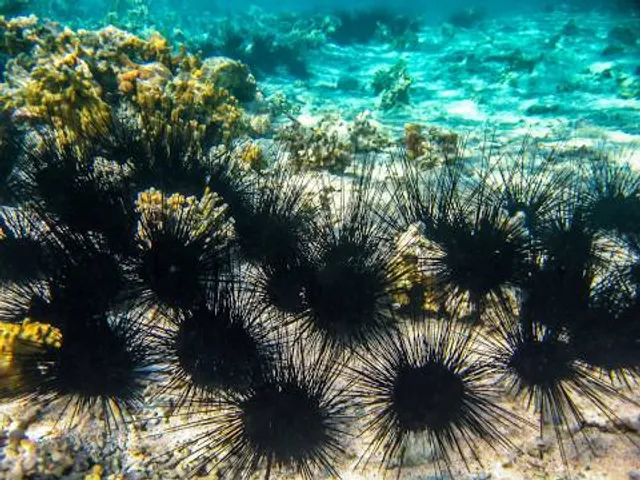 Tulapos Marine Sanctuary