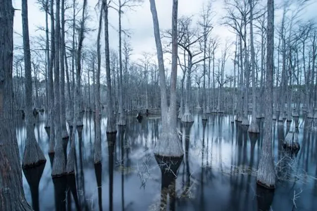 Pine Log Wildlife Management Area