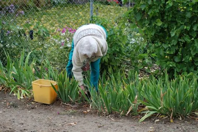 Grandmothers' Garden