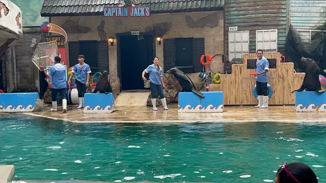 Sea Lion Show