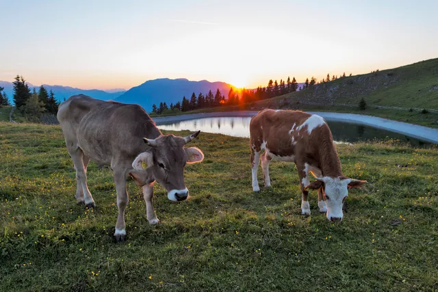 Golte Hotel & Mountain Resort