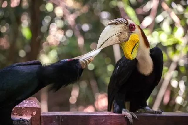 Hornbill Feeding