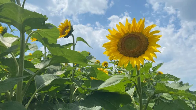 Sunflower Fields of Markham