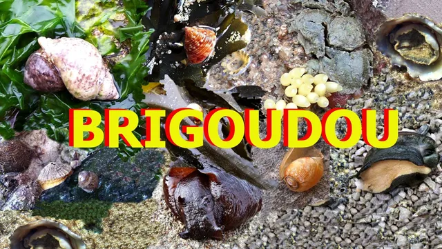 Brigoudou - Musée des Coquillages