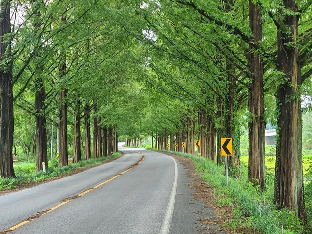 Metasequoia-lined Road