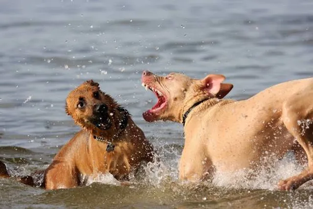 Deer Run Forest Preserve