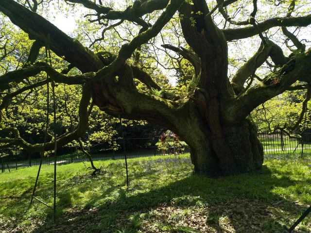 The Allerton Oak