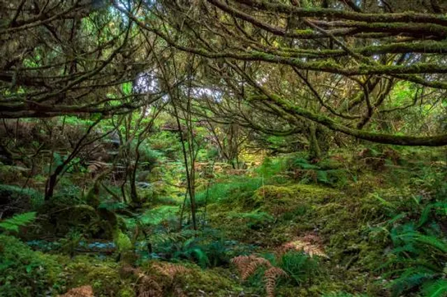 Black Mysteries Trail - PRC01