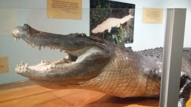 Bayou Terrebonne Waterlife Museum