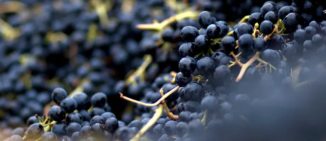 Gorman Winery Hollywood Hill Tasting Room