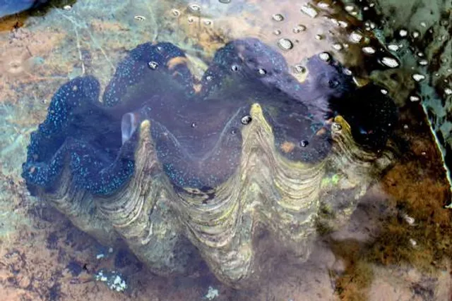Giant Clams Sanctuary & White Beach