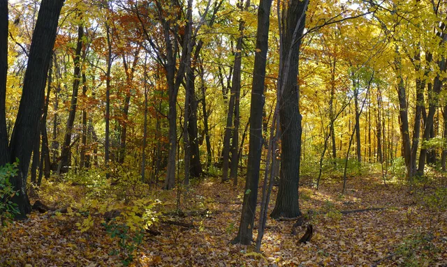 Cudahy Nature Preserve