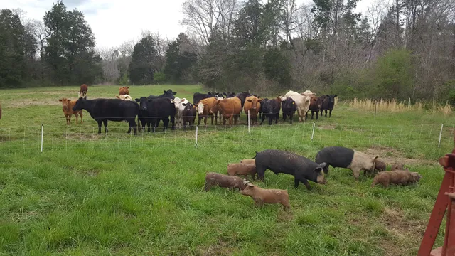Field of Dreams Farm