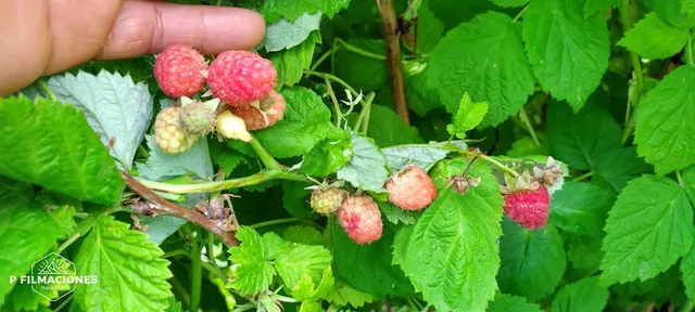 Lyman Orchards Pick Your Own Raspberries