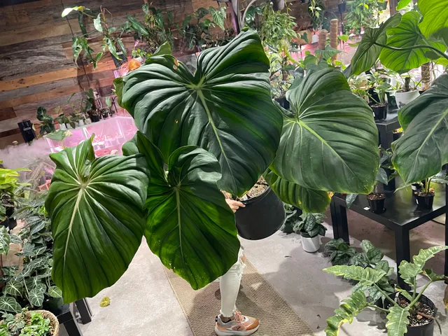 Succulents Empire orlando,fl