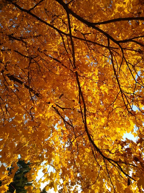 US Army Corps of Engineers