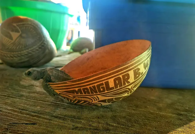 Manglar Bird Watching