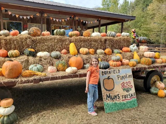 Cornfield County Farms Pumpkin Patch
