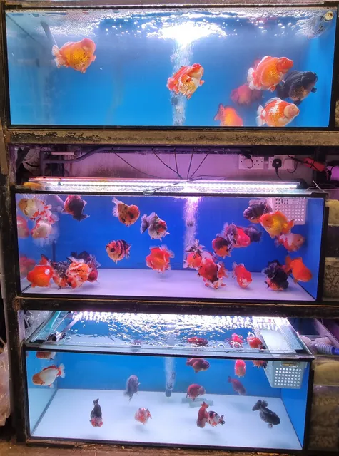 燈魚海岸TetraCoast