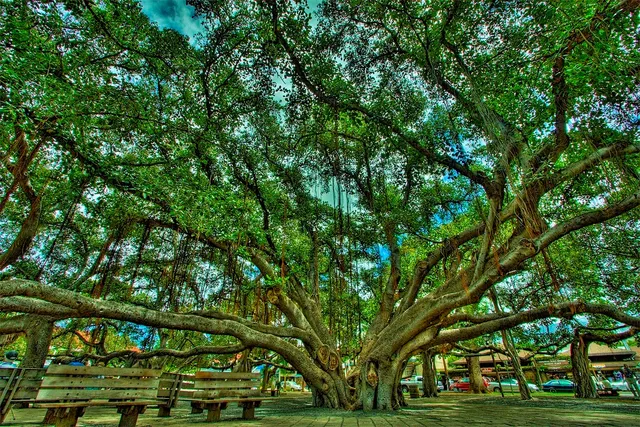 Banyan Tree Divers Maui