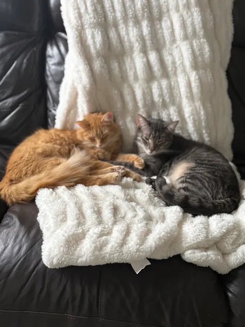 Rosie’s Kitty Catfé