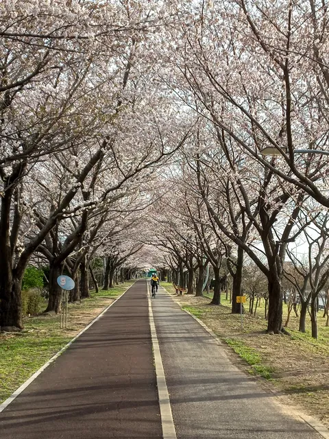 낙동제방 벚꽃길
