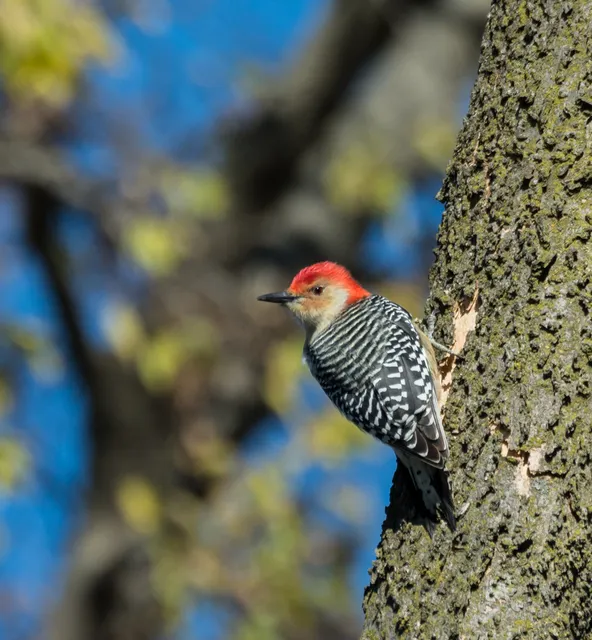 Chicago Portage National Historic Site