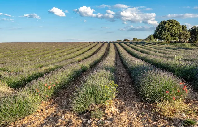 Campos de Lavanda