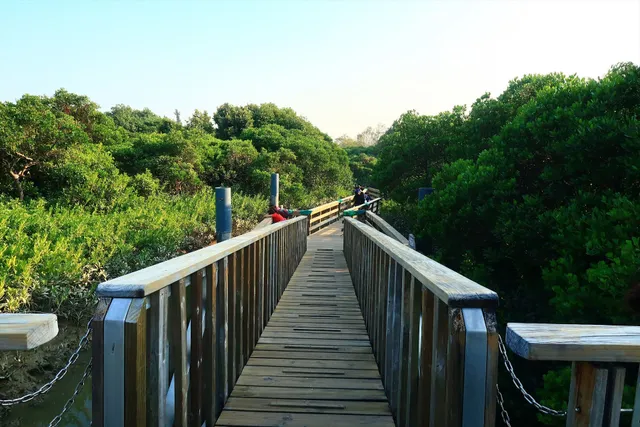 Mangrove Boardwalk