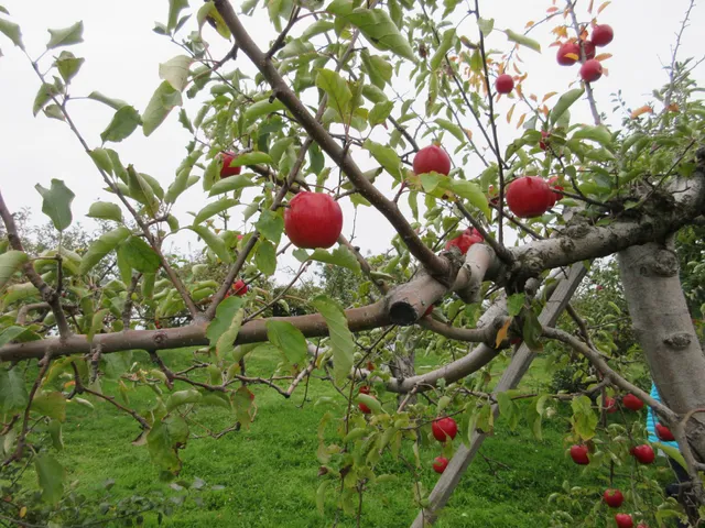 Tsugaru Yumeringo Farm