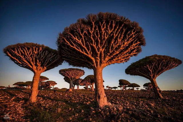 جزيرة سقطرى