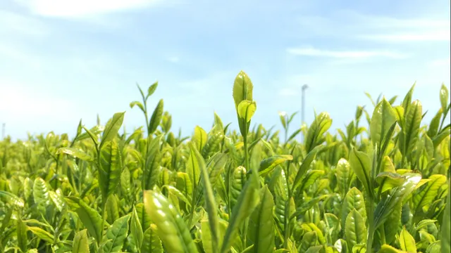 株式会社 牧ノ原 本社
