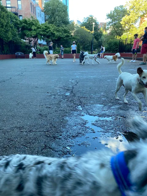 Carleton Court Dog Park