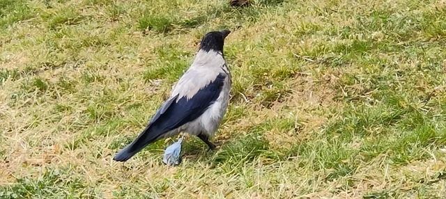 Apartament Kapelanów