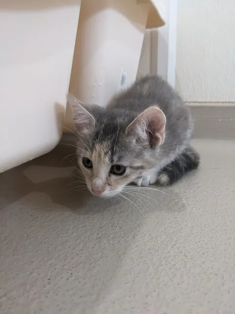 Redwood Area Animal Shelter