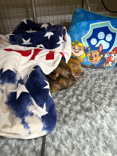 Former Carolina Marketplace Now The Rusty Relic