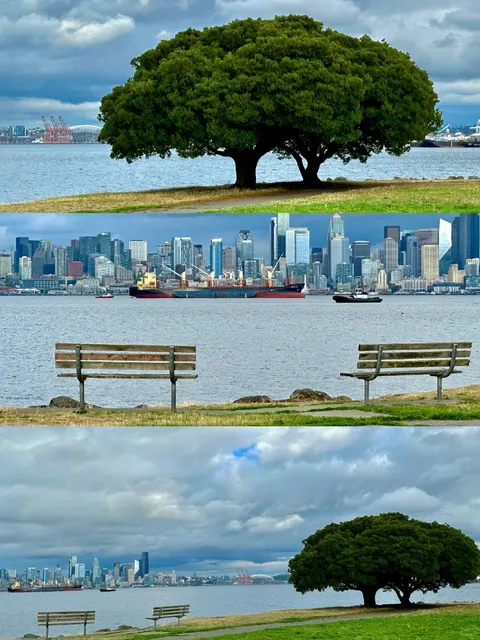 A Beautiful Tree at Seacrest Park in Seattle