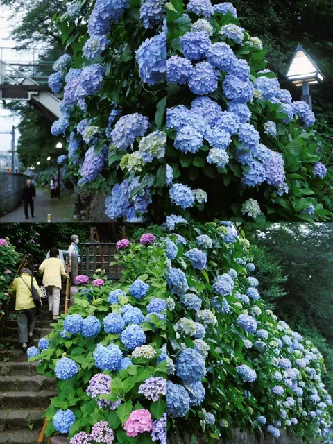 Prince Asukayama Park Hydrangea Path in Full Bloom 🌸