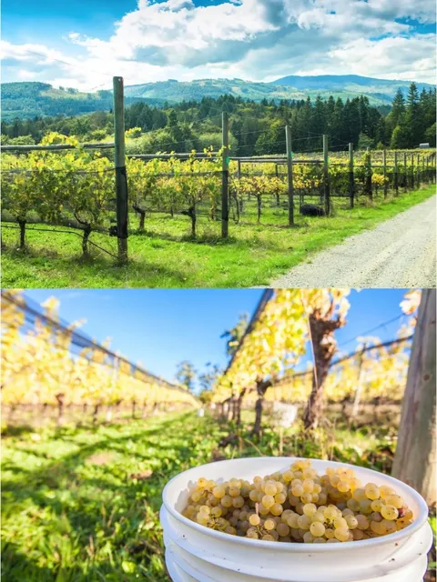 🇨🇦 Victoria Island Travel Guide (Part 1)