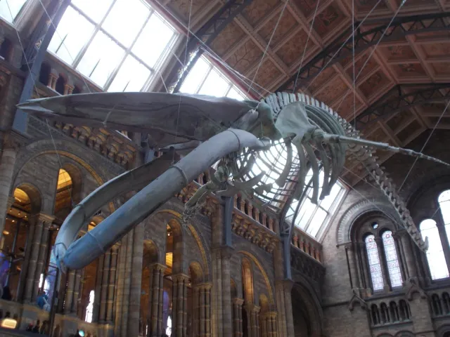 🦕 Breathtaking & Magnificent: The Natural History Museum! 🦖