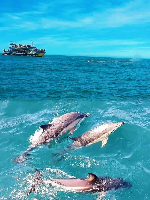 Kaikoura, New Zealand – More Than Just Scenic Views! 🐋🎣
