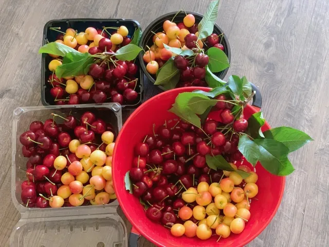 Great Summer Destination in the Bay Area ❤️