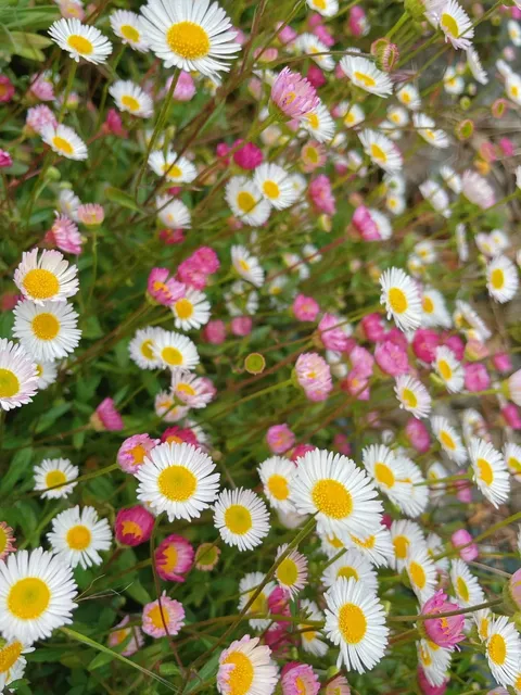 🇨🇦 Discover the Four Seasons at Government House in Victoria